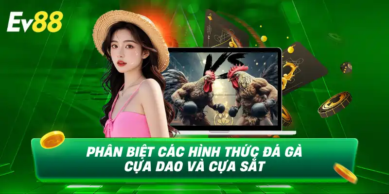 Phân biệt đá gà cựa dao và đá gà cựa sắt EV88